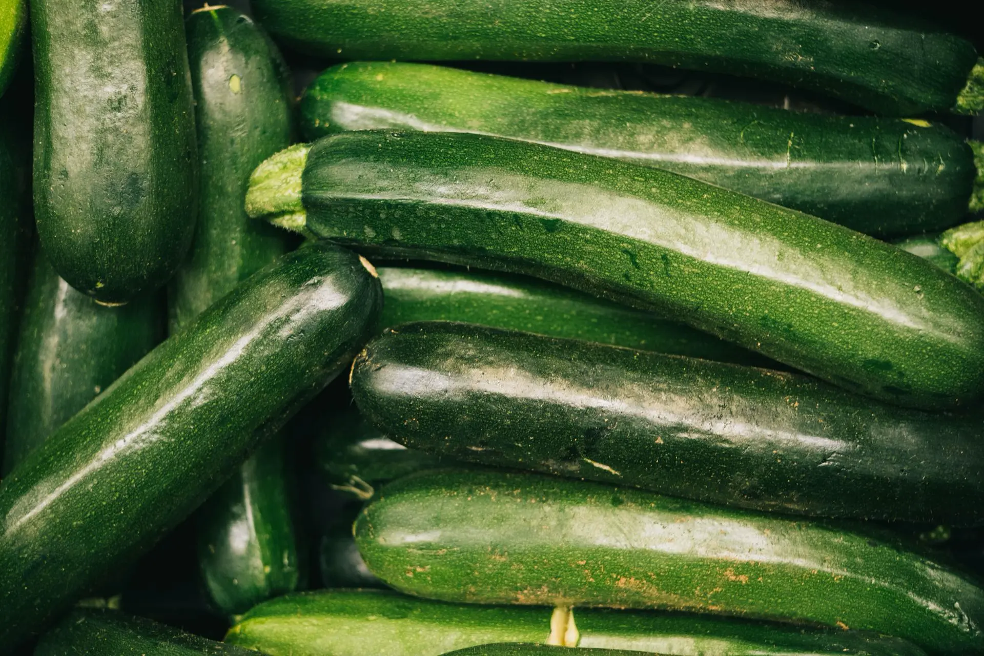Frische Bio-Zucchini